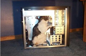 It's a cat in a computer. That's a MEME.