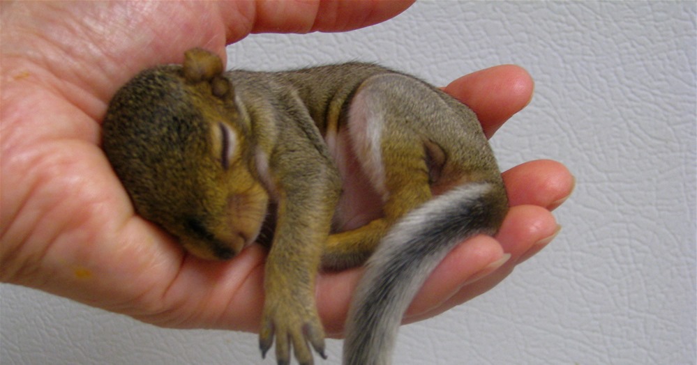 Baby Squirrel by Flickr User Audreyjm529 used under CC